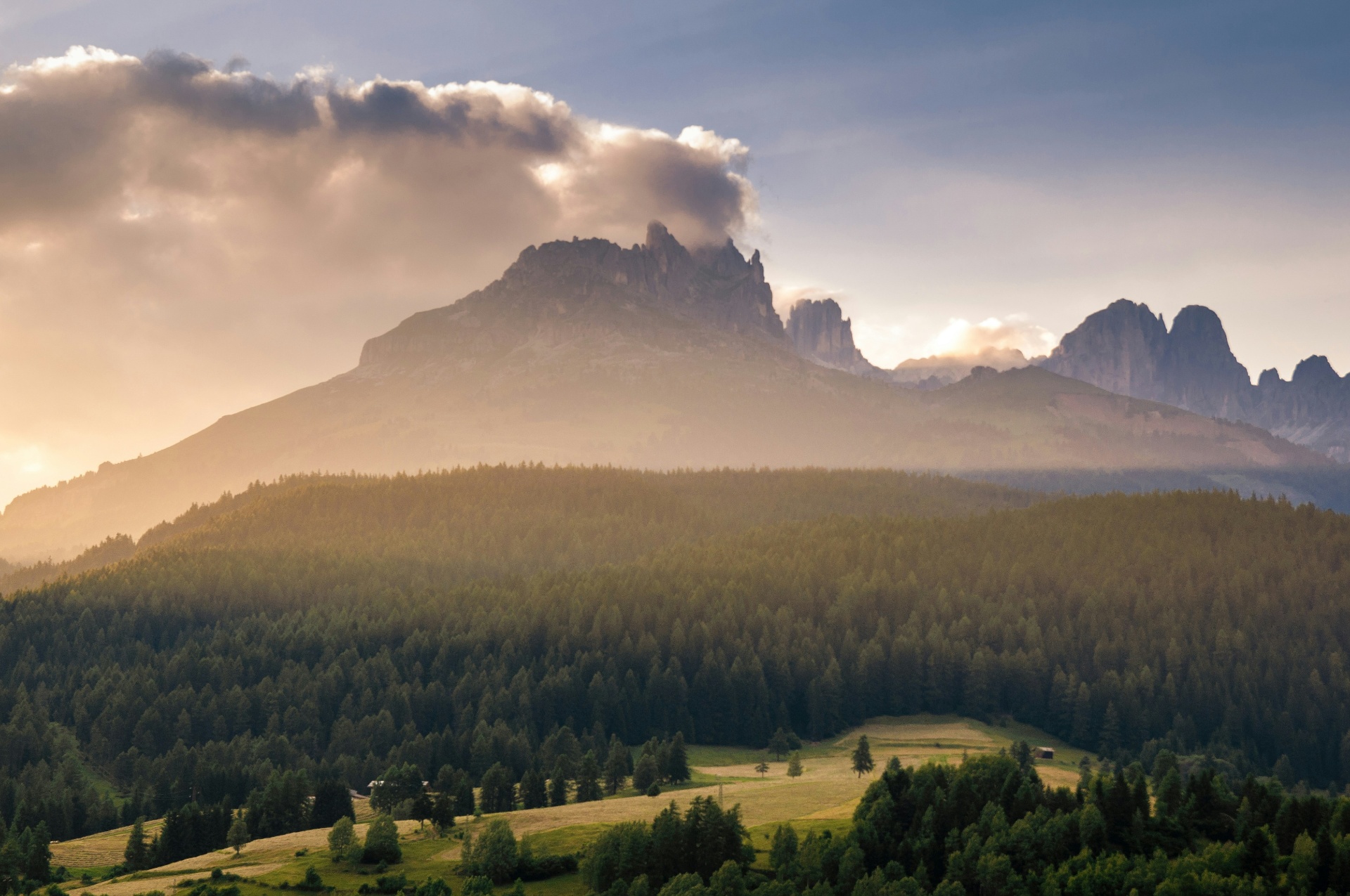 Misty evergreen forest
